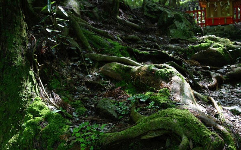 Moss-covered roots in forest