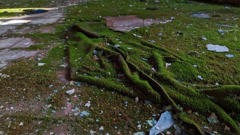 Moss-covered Roots
