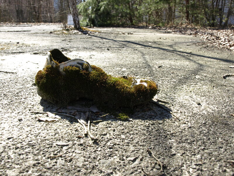 Moss-covered shoe on pavement