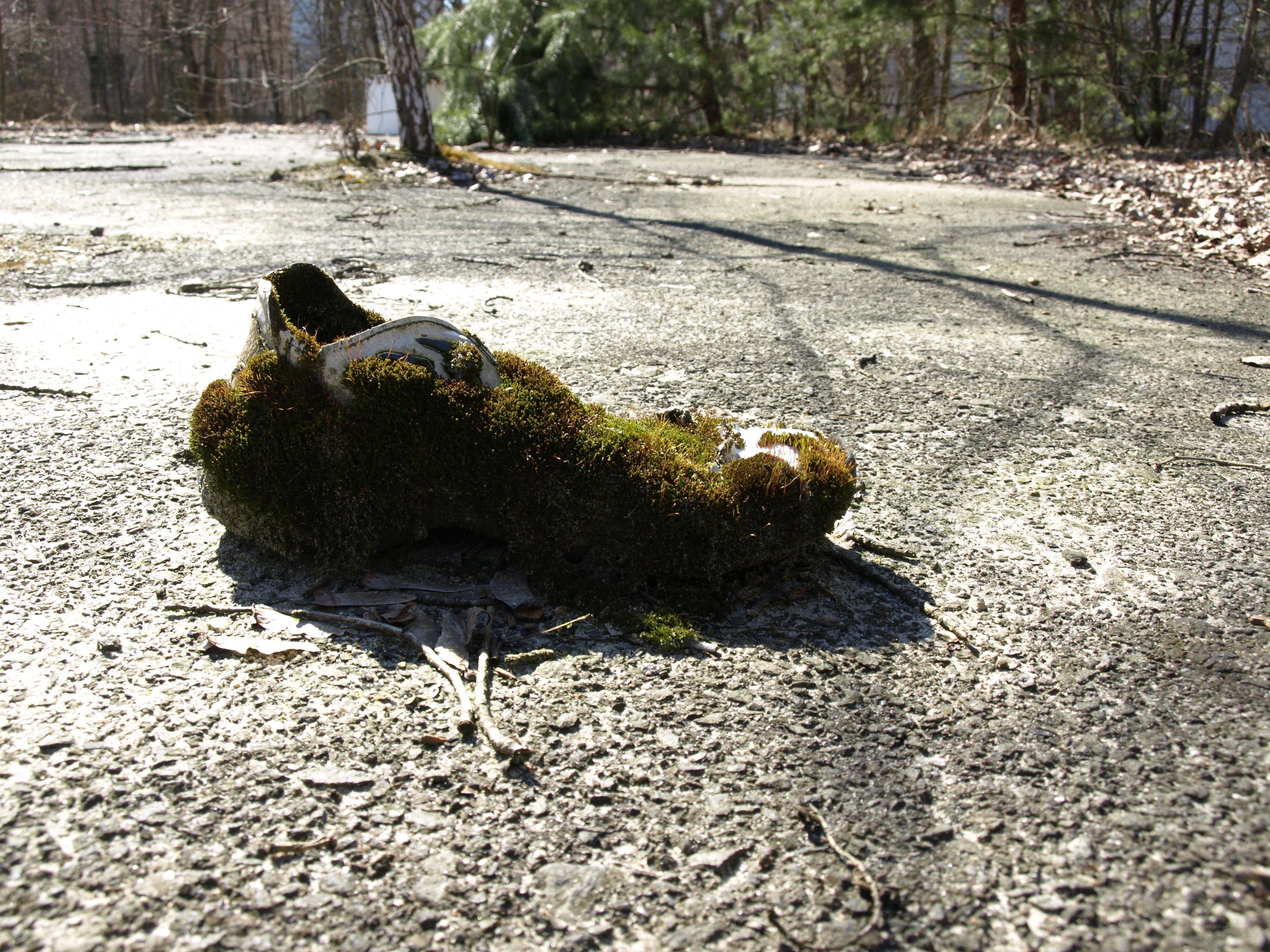 Moss-covered shoe on pavement