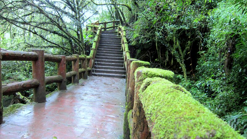 Moss-covered Stairs in Forest