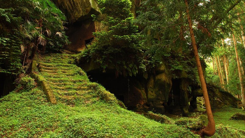 Moss-covered steps in a forest