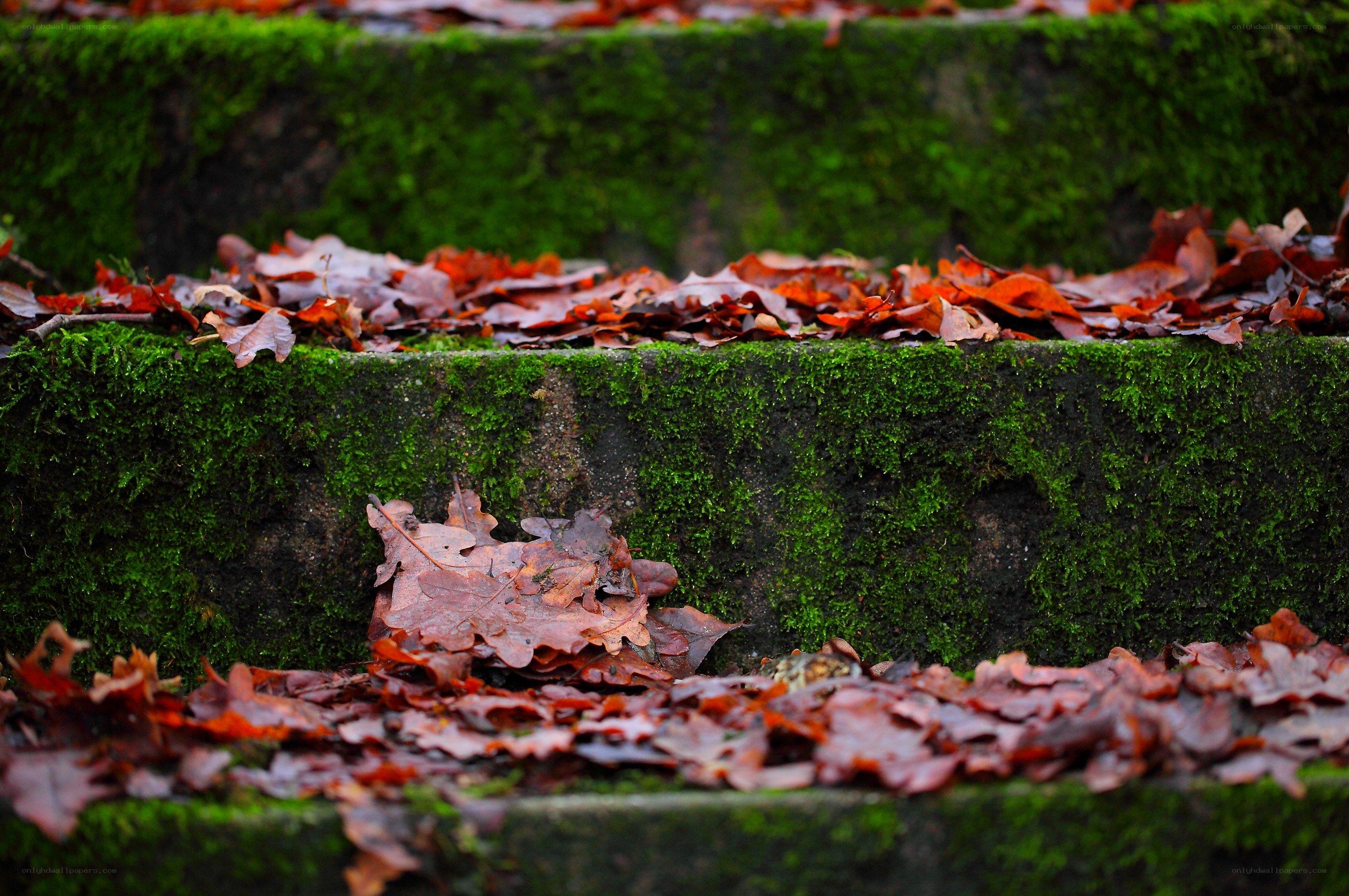 moss-covered steps with autumn leaves