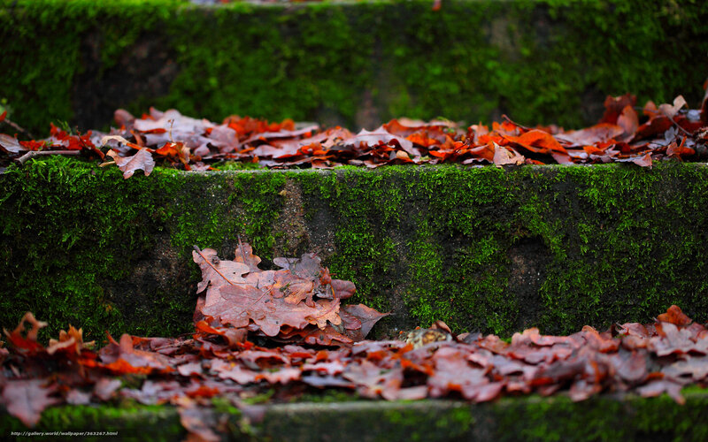 Moss-covered steps with autumn leaves