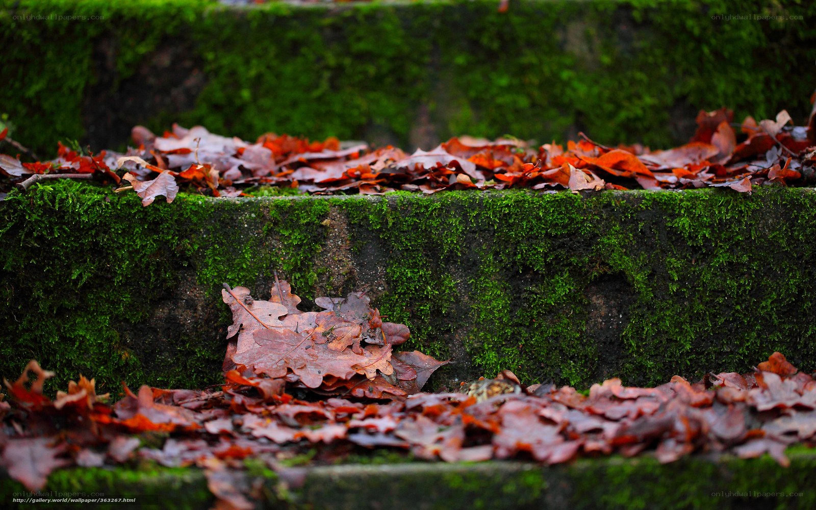 Moss-covered steps with autumn leaves