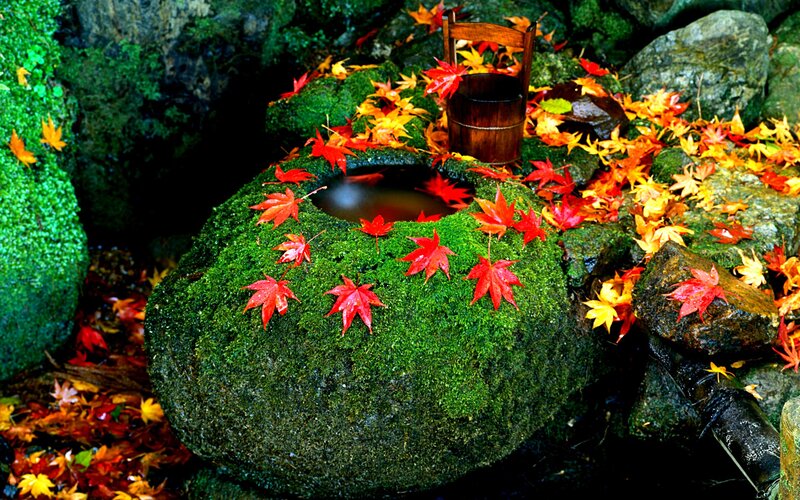 Moss-covered Stone Basin — Green, Serene, Autumn, Photograph