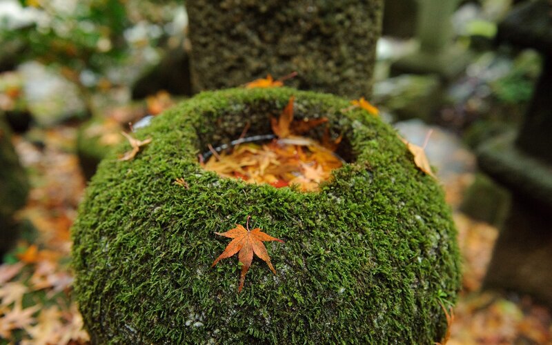 Moss-covered Stone Basin — Green, Serene, Autumn