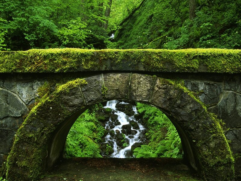 Moss-covered Stone Bridge — Green, Serene, Photograph, Stream, Forest