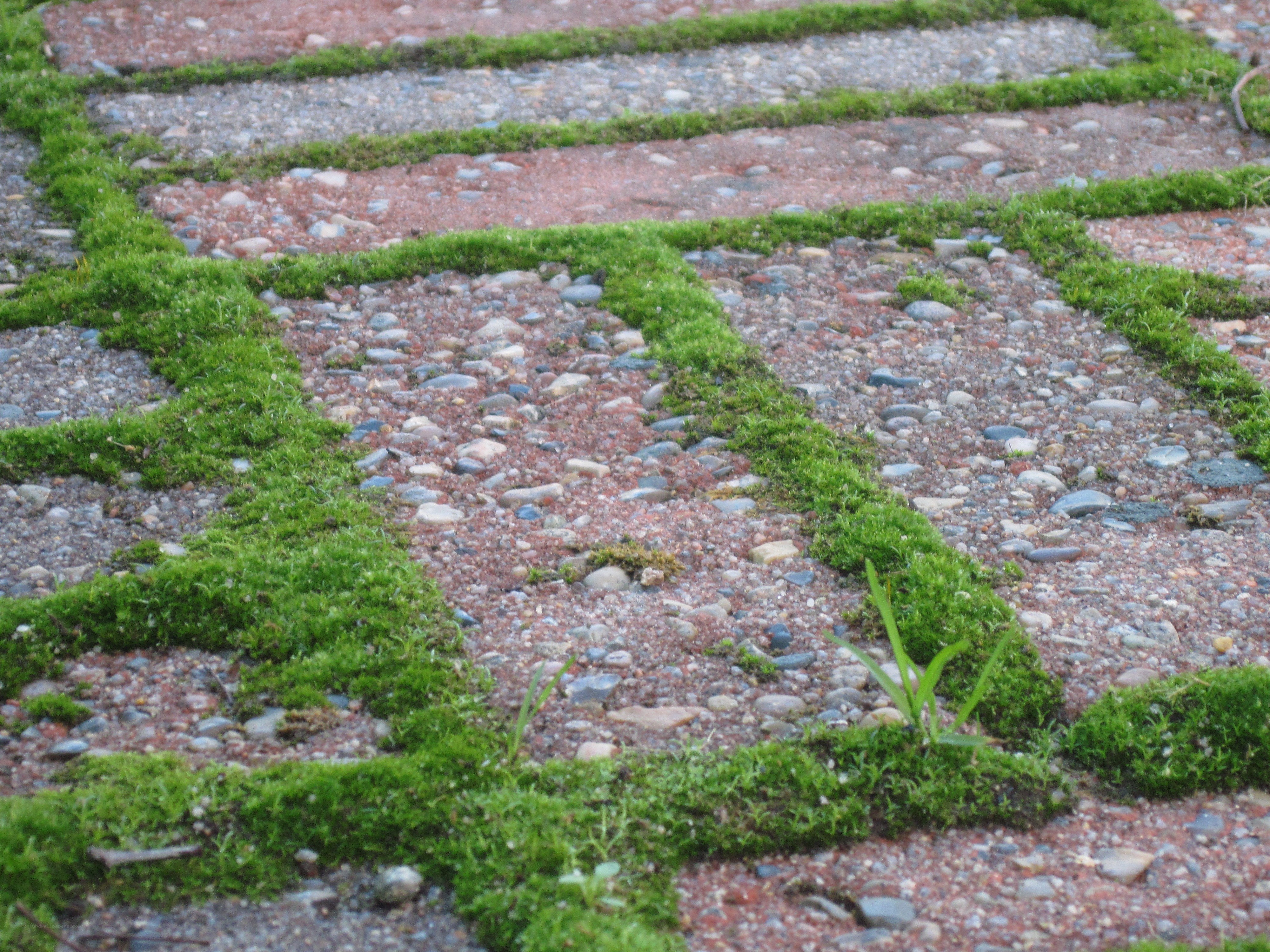 moss-covered stone path
