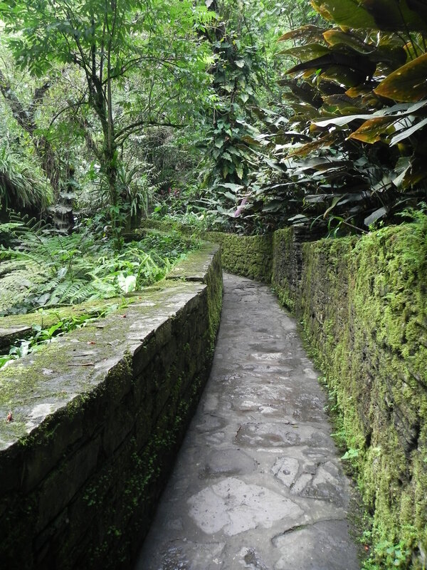 Moss-covered stone path in forest
