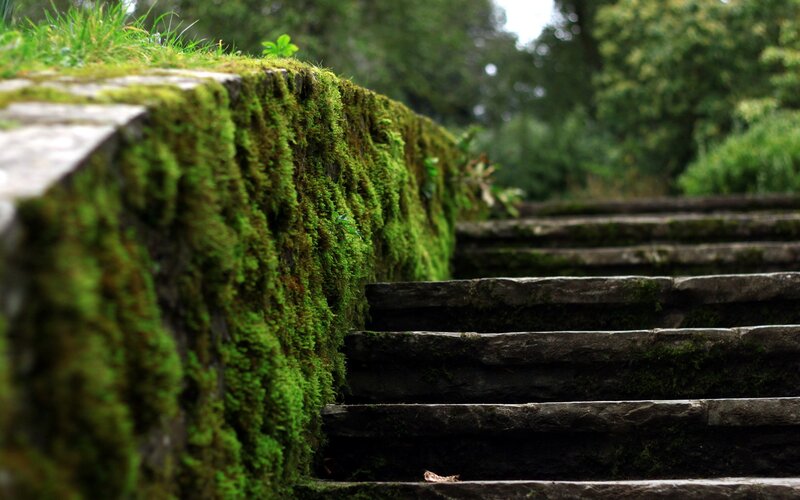 Moss-covered Stone Stairs — Green, Serene