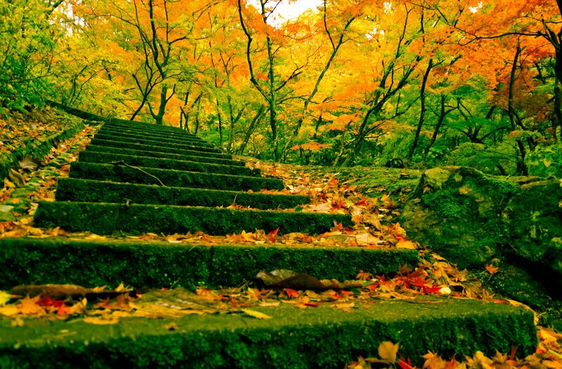 Moss-covered Stone Stairs — Green