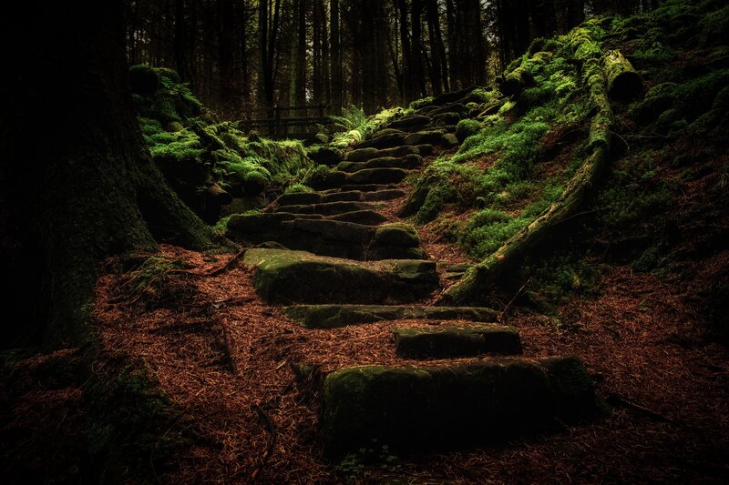 Moss-covered Stone Steps — Green, Dark