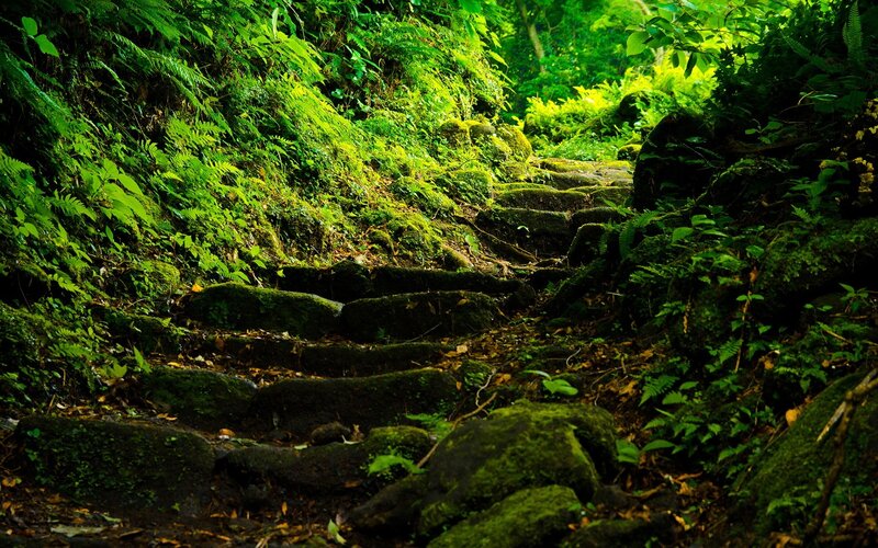Moss-covered Stone Steps — Green, Serene, Afternoon, Photograph, Forest, Moss