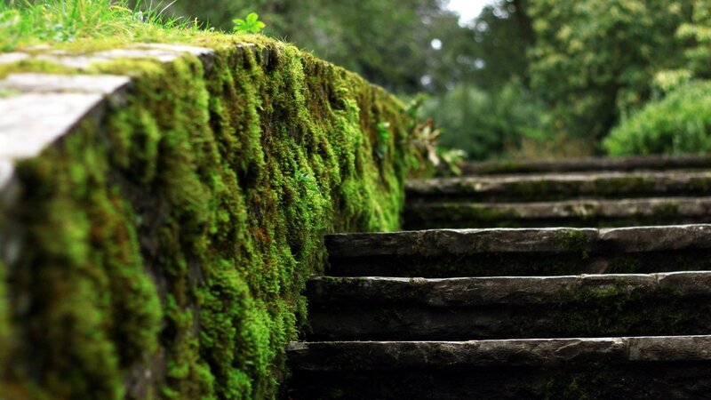 Moss-covered Stone Steps — Green, Serene, Photograph