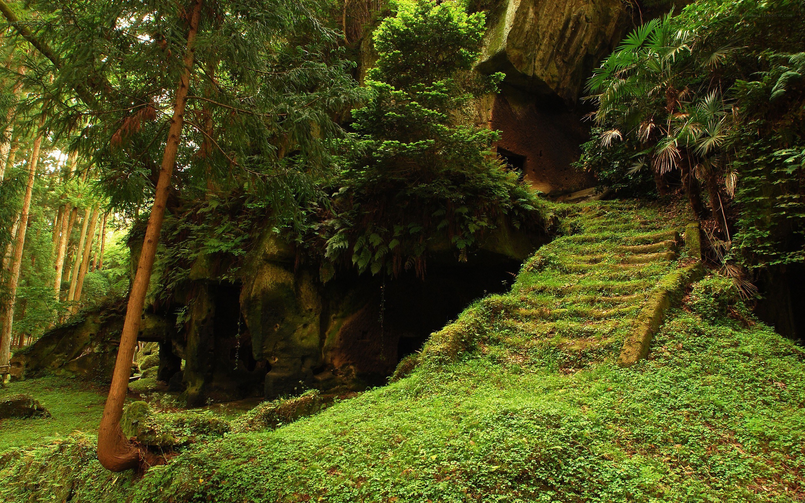 Moss-covered stone steps in a forest