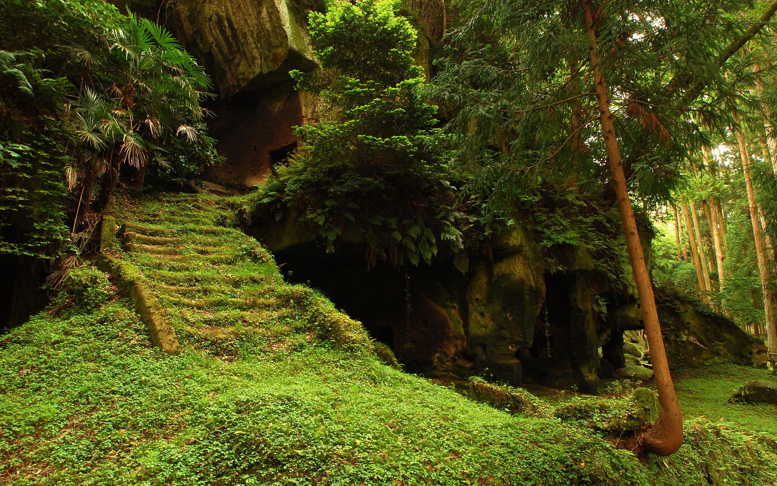 Moss-covered stone steps in forest