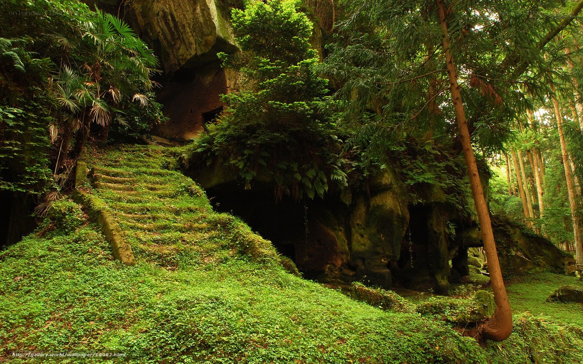 Moss-covered stone steps in forest