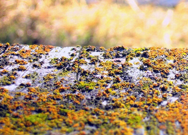 moss-covered stone surface