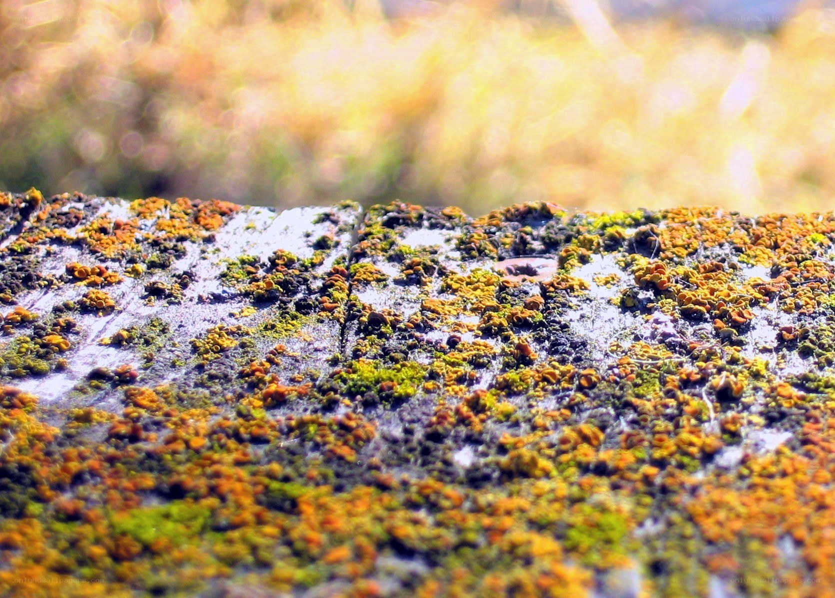 moss-covered stone surface