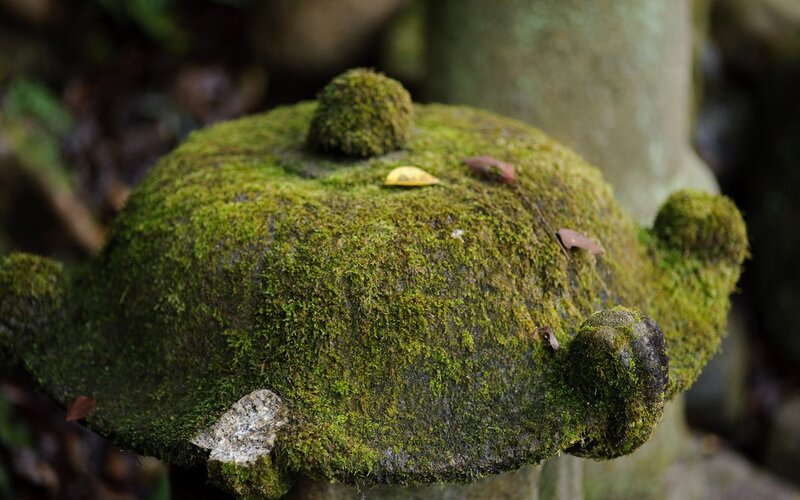 moss-covered stone turtle