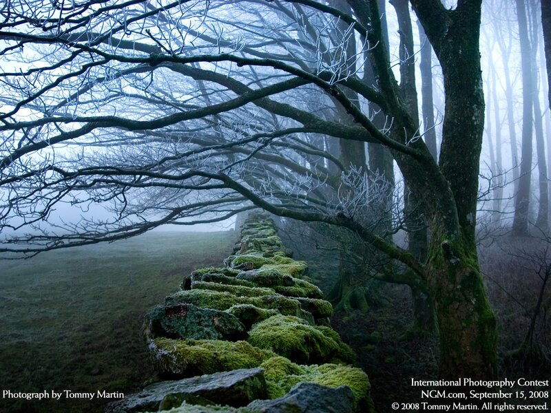 Moss-covered Stone Wall — Green, Misty