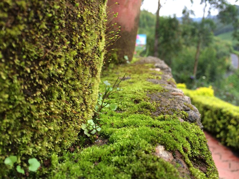 Moss-covered Stone Wall — Green, Serene, Morning