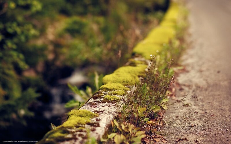 Moss-covered Stone Wall — Green, Serene, Photograph