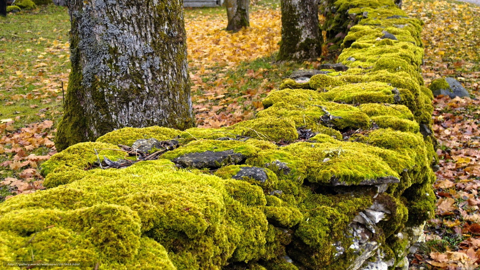 Moss-covered stone wall in autumn