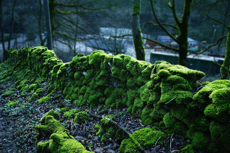 Moss-covered stone wall in forest