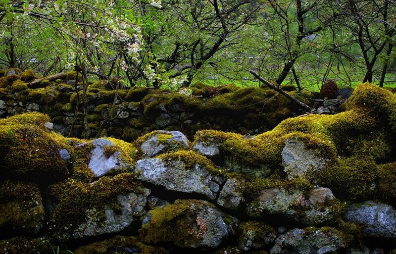 moss-covered stone wall in forest