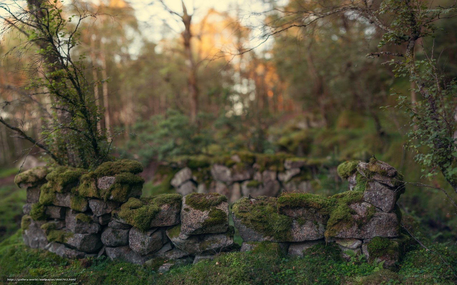Moss-covered stone wall in forest