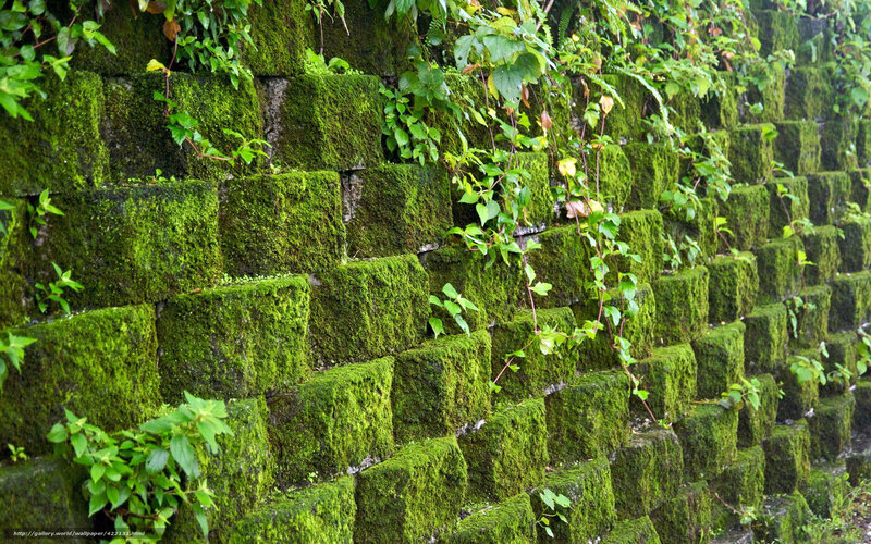 moss-covered stone wall