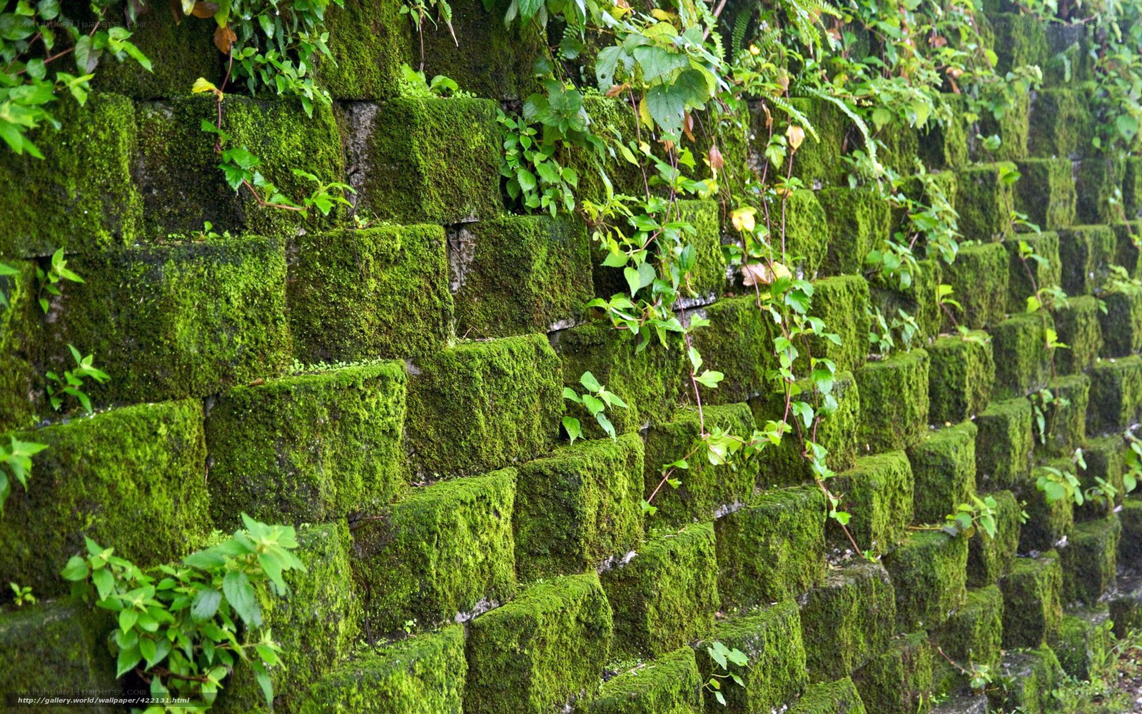 moss-covered stone wall
