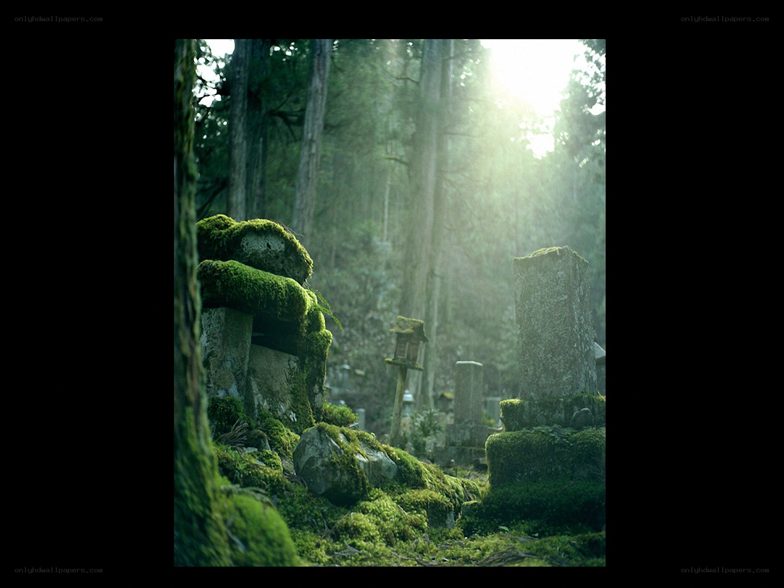 moss-covered stones in forest