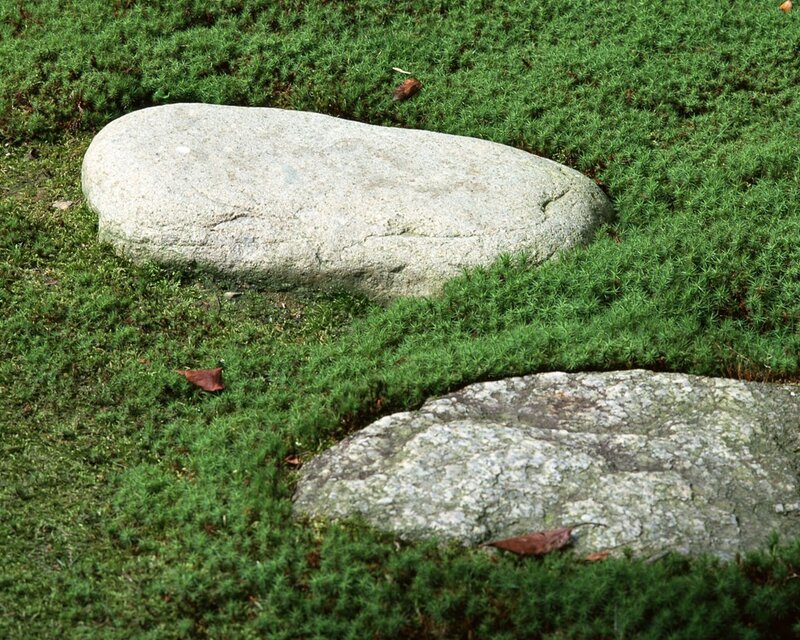 Moss-covered stones in garden