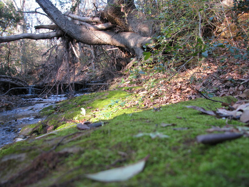 Moss-covered Stream Bank