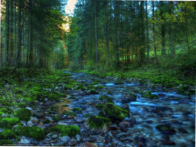 Moss-covered Stream — Green, Serene, Afternoon, Photograph, Forest, River