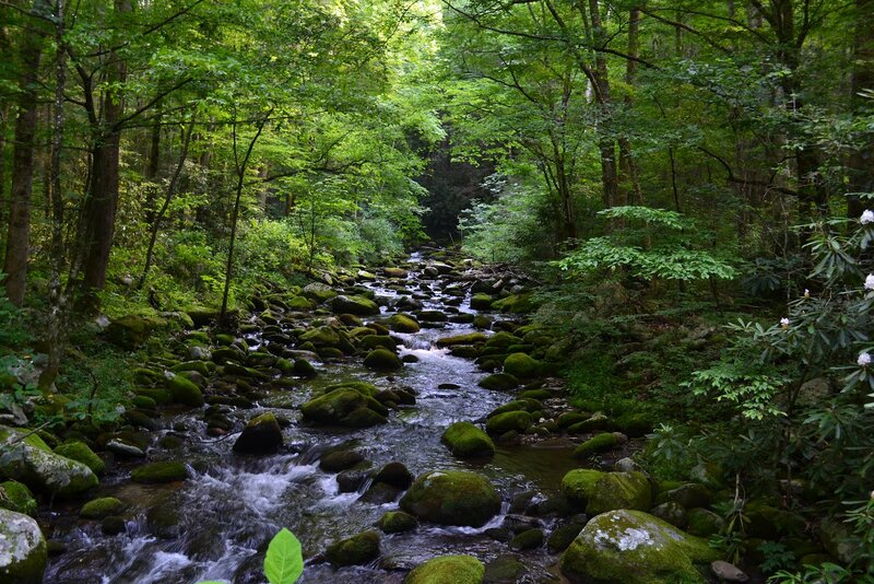 Moss-covered Stream — Green, Serene, Afternoon, Photograph, Forest, Rocks