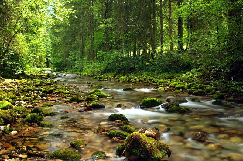 Moss-covered Stream — Green, Serene, Afternoon, Photograph, Forest