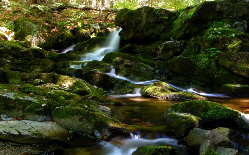 Moss-covered Stream — Green, Serene, Afternoon, Photograph, Rocks, Forest