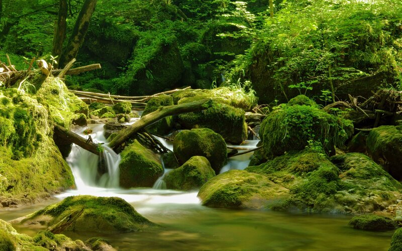 Moss-covered Stream — Green, Serene, Afternoon, Photograph, Rocks, Trees