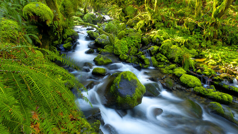 Moss-covered Stream — Green, Serene, Afternoon, Photograph