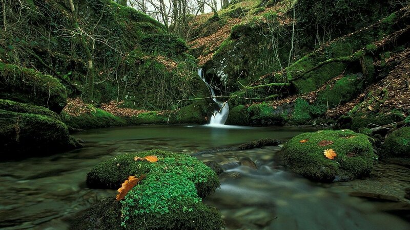 Moss-covered Stream — Green, Serene, Autumn, Photograph, Fallen Leaves