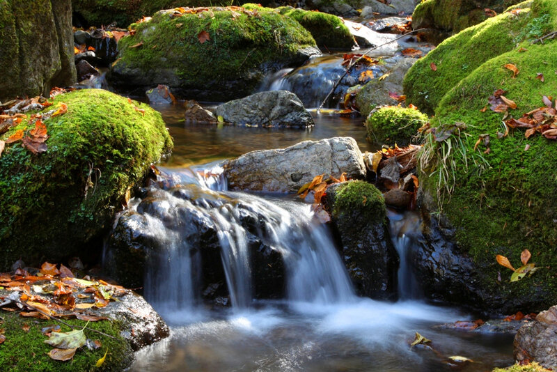 Moss-covered Stream — Green, Serene, Autumn