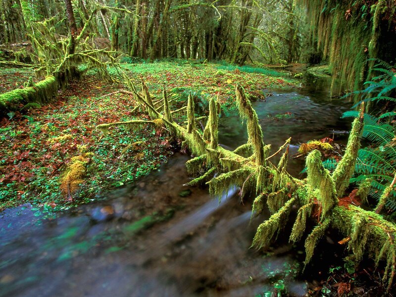 Moss-covered Stream — Green, Serene, Morning, Photograph, Forest, Moss