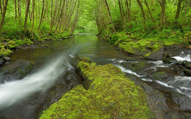 Moss-covered Stream — Green, Serene, Morning, Photograph, Forest, River, Rocks, Trees