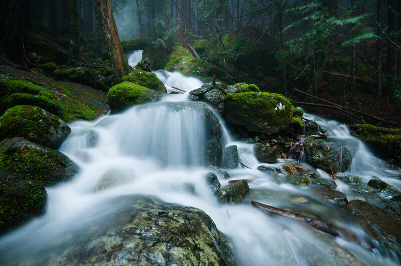 Moss-covered Stream — Green, Serene, Morning, Photograph, Forest
