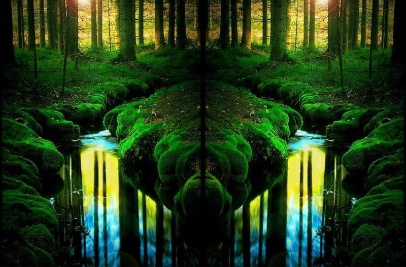 Moss-covered Stream — Green, Serene, Morning, Photograph, Forest, Trees