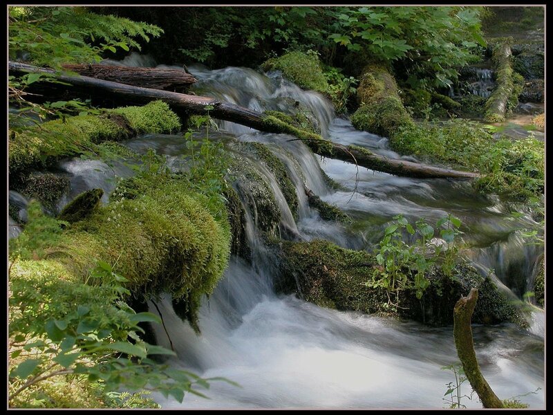 Moss-covered Stream — Green, Serene, Morning, Photograph, Moss